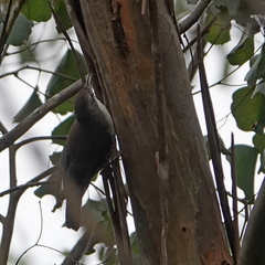 Cormobates leucophaea
