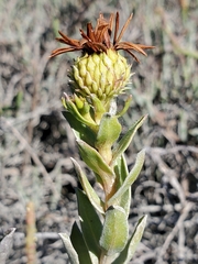 Grindelia stricta