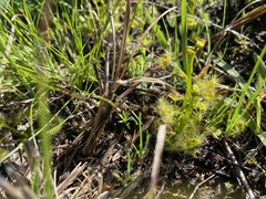 Drosera hookeri