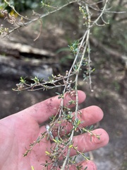 Kunzea leptospermoides