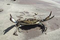 Callinectes arcuatus