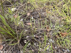Stylisma pickeringii pattersonii