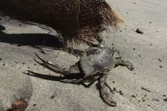 Callinectes arcuatus