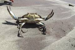 Callinectes arcuatus