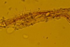 Mycena confinationis