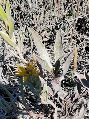 Grindelia stricta