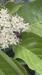Cylindromyia bicolor