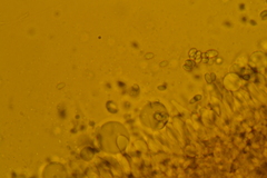 Mycena confinationis