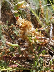 Cuscuta pacifica