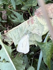 Pieris rapae