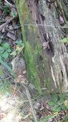 Claopodium rostratum