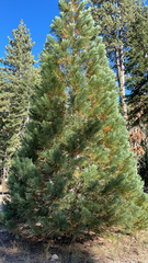Sequoiadendron giganteum