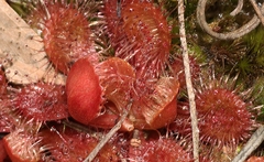 Drosera aberrans