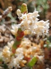 Cuscuta pacifica