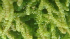 Claopodium rostratum