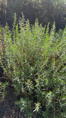 Artemisia dracunculus