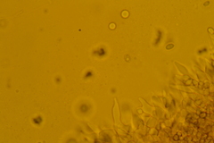 Mycena confinationis