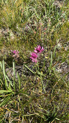 Castilleja lemmonii