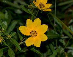 Bidens trichosperma
