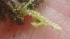 Claopodium rostratum