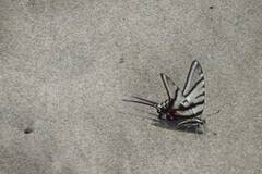 Protographium epidaus