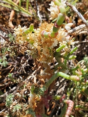 Cuscuta pacifica