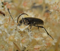 Lepturopsis dolorosa