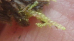 Claopodium rostratum