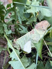 Pieris rapae