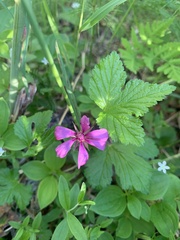Rubus arcticus