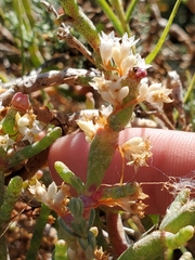 Cuscuta pacifica