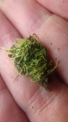 Claopodium rostratum