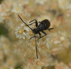 Lepturopsis dolorosa