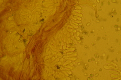 Mycena confinationis