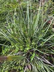 Patersonia occidentalis