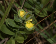 Hypericum stragulum