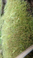 Claopodium rostratum