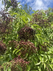 Sambucus canadensis