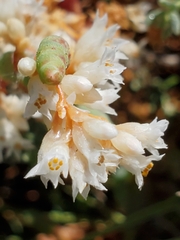 Cuscuta pacifica