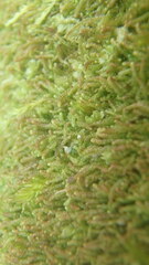 Claopodium rostratum