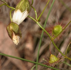 Drosera planchonii