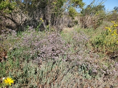 Limonium californicum