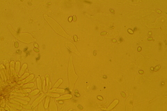 Mycena confinationis