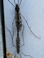 Tipula abdominalis