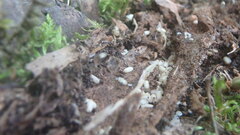 Lasius americanus