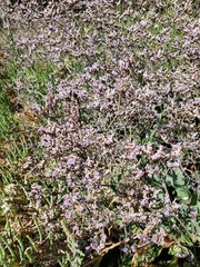 Limonium californicum