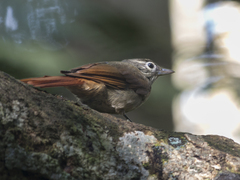 Anabacerthia striaticollis