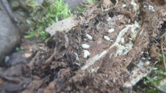 Lasius americanus