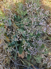 Limonium californicum