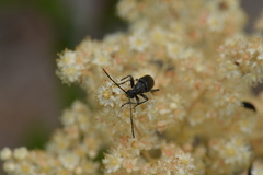 Lepturopsis dolorosa